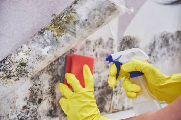 Best Black Mold Removal  in Elkton, KY